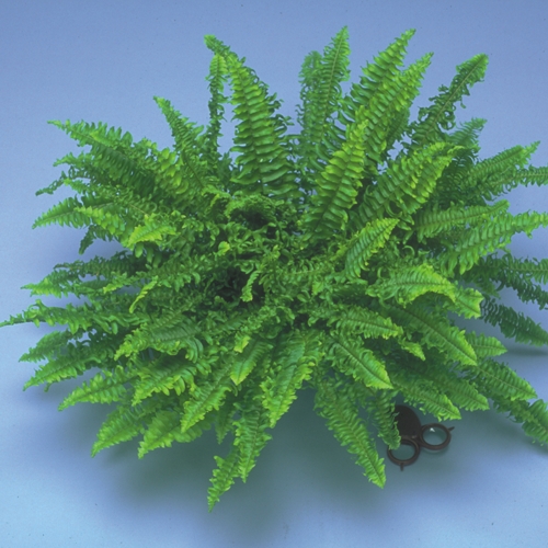 A potted Boston 'Compacta' Fern against a light blue background