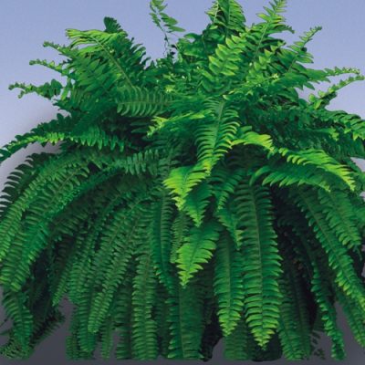 True Boston Fern in a hanging basket against a light blue background.