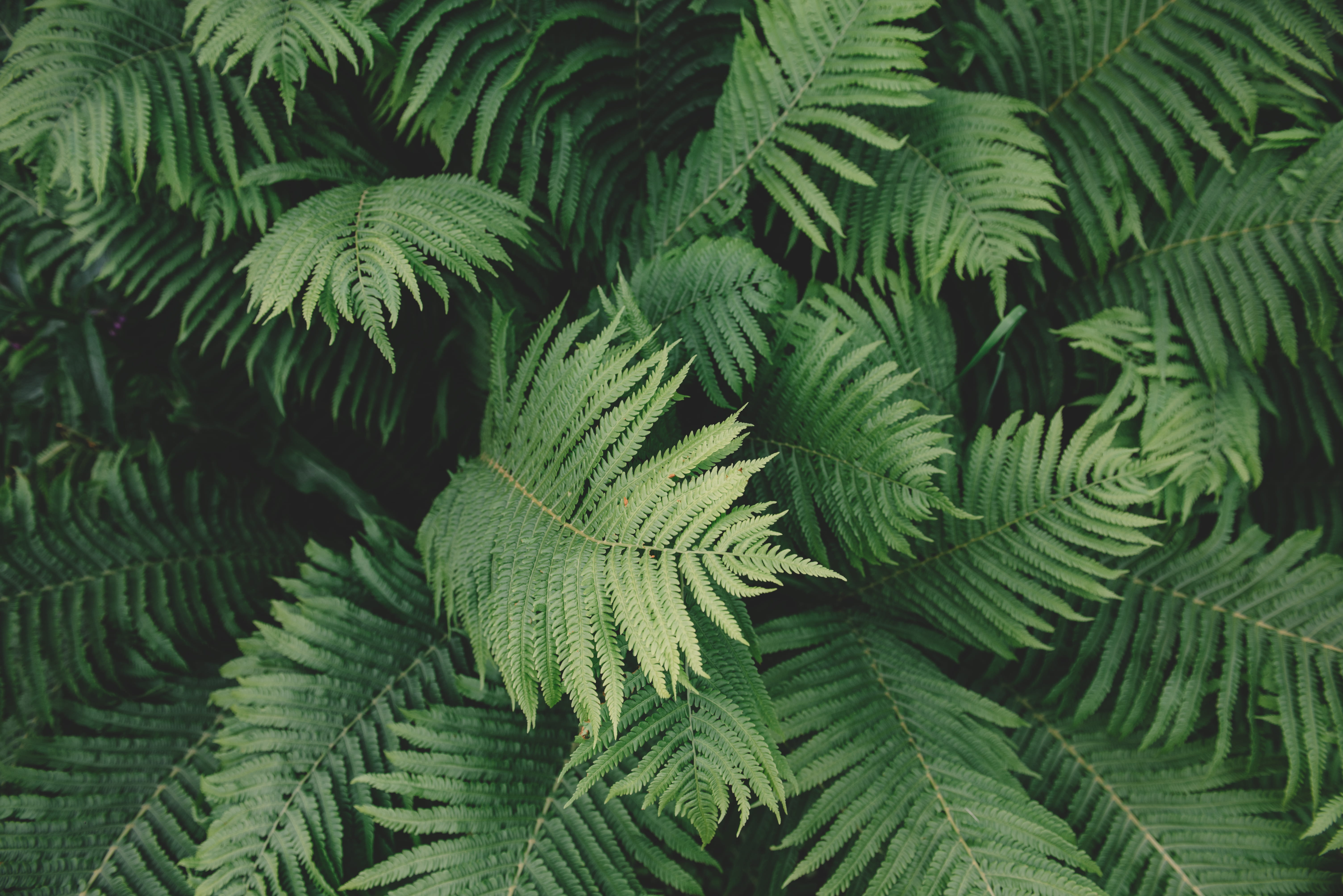 Background image of large fern fronds