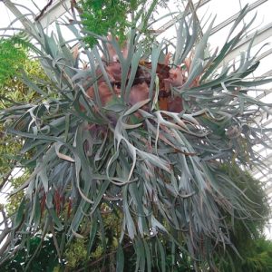 A French Staghorn Fern in a hanging basket.