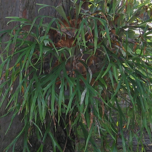 A large staghorn fern in a hanging basket.