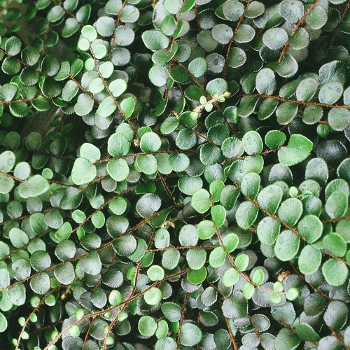 A detailed close up image of Button Fern.