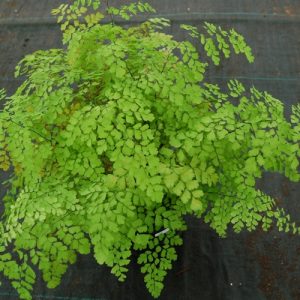 Fragrant Maidenhair growing in a pot in a greenhouse.