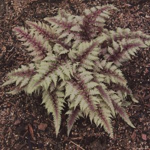 Japanese Painted Fern 'Regal Red'™
