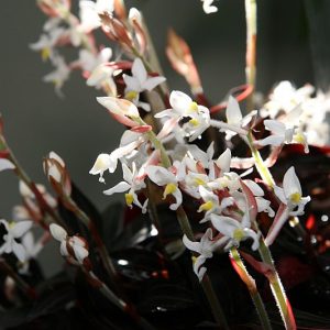 Ludisia discolor flowering