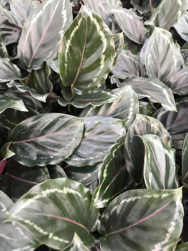 Calathea Medallion