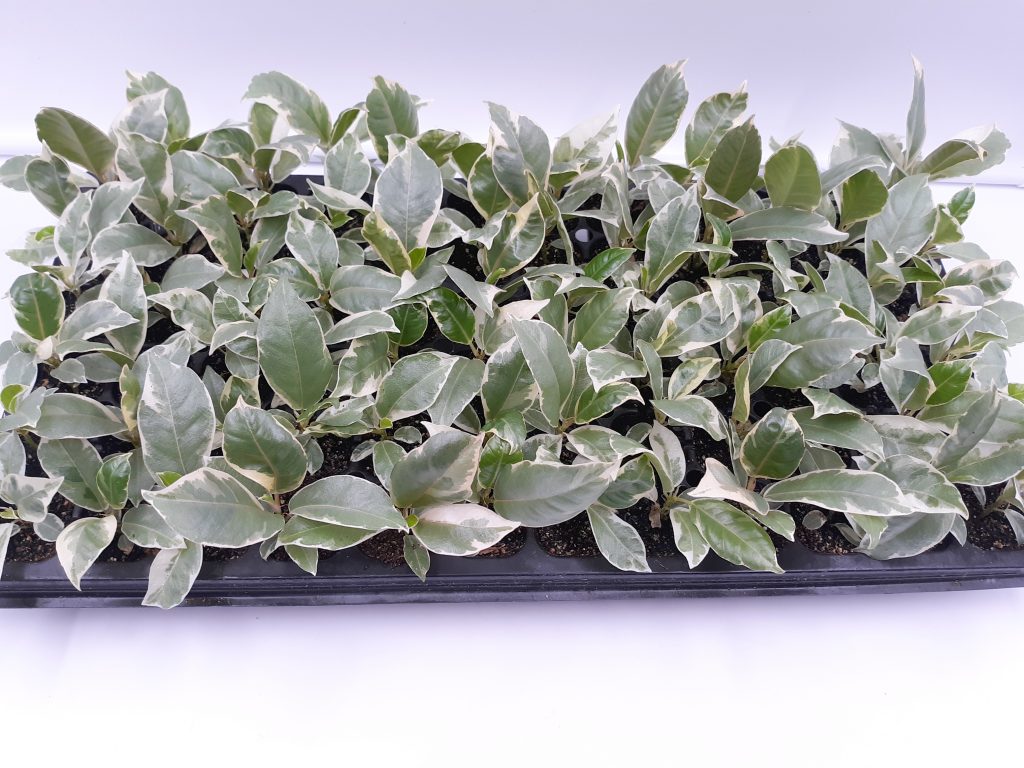 Ficus Tineke