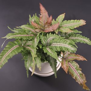 Candy Striped Brake Fern
