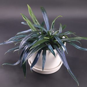 Blue Oil Fern