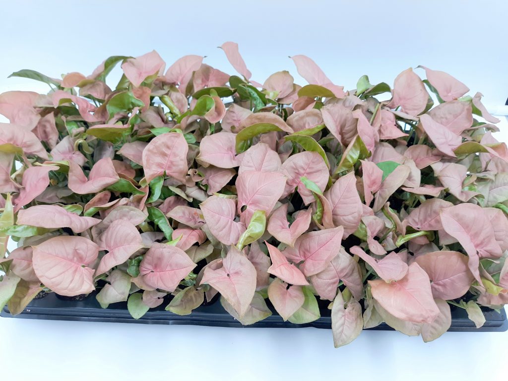 Syngonium neon - Pink syngonium tray